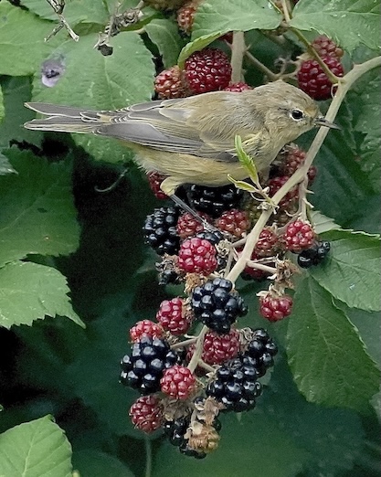 chiffchaff